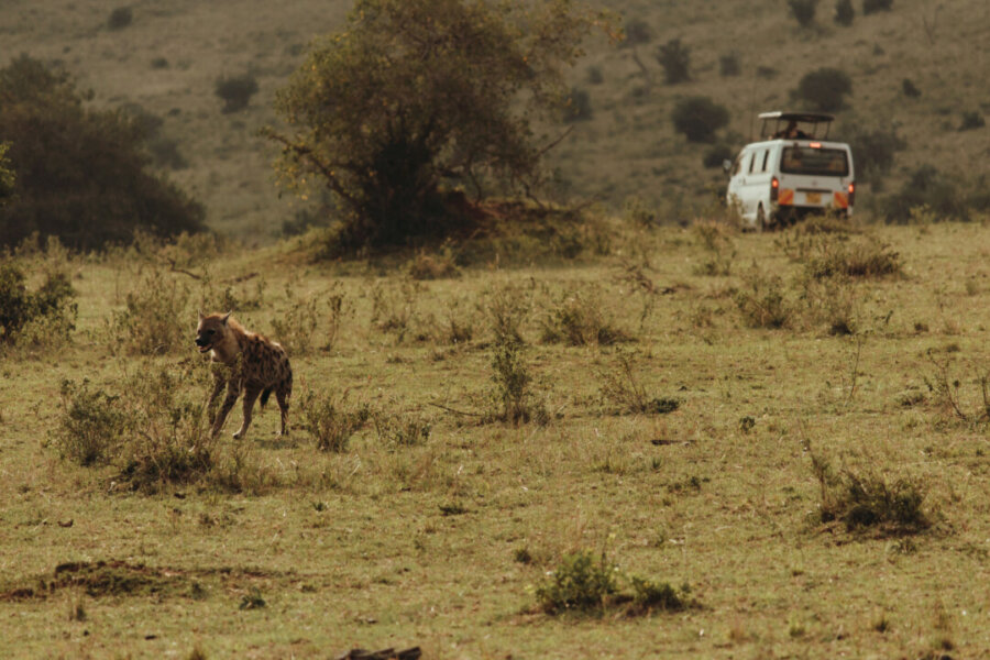 Hyena spotted in the Masai Mara