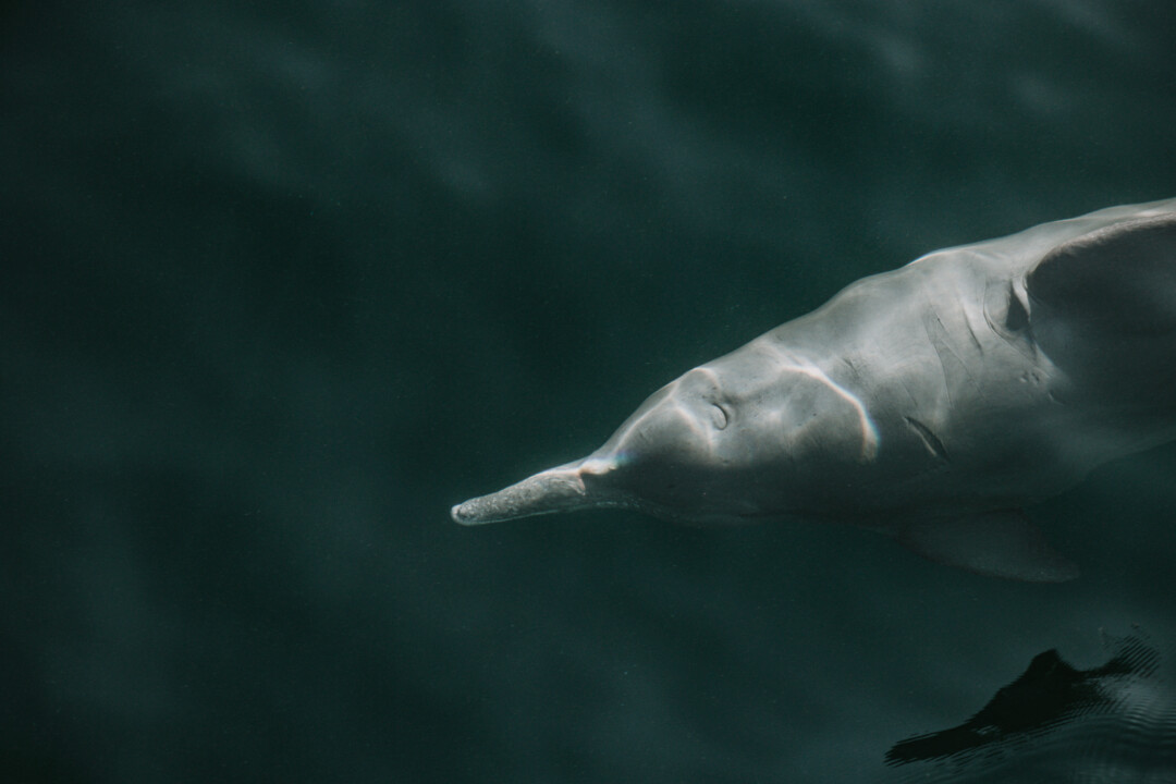 Dolphins swimming next to the boat