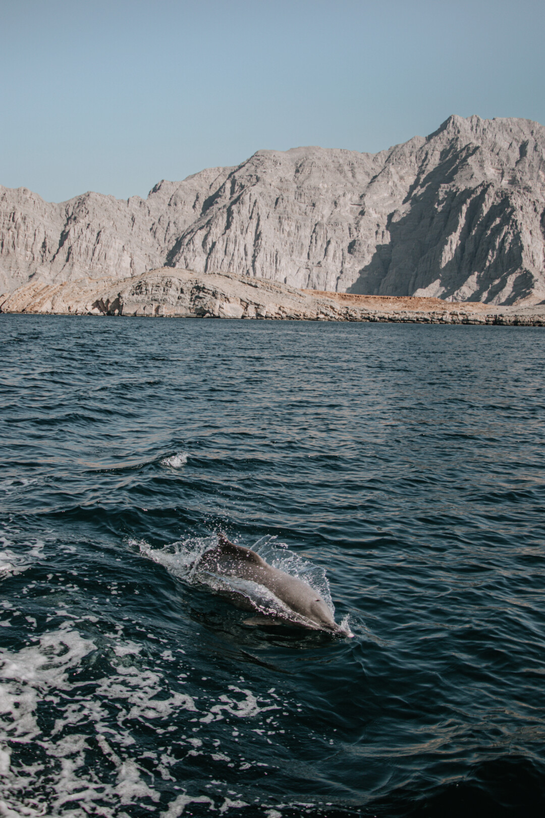 Dolphin swimming next to the boat