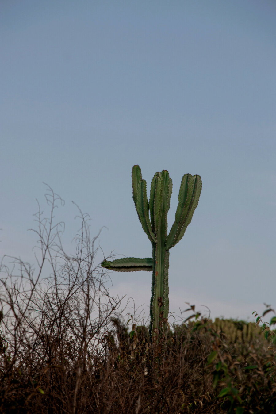 A cactus