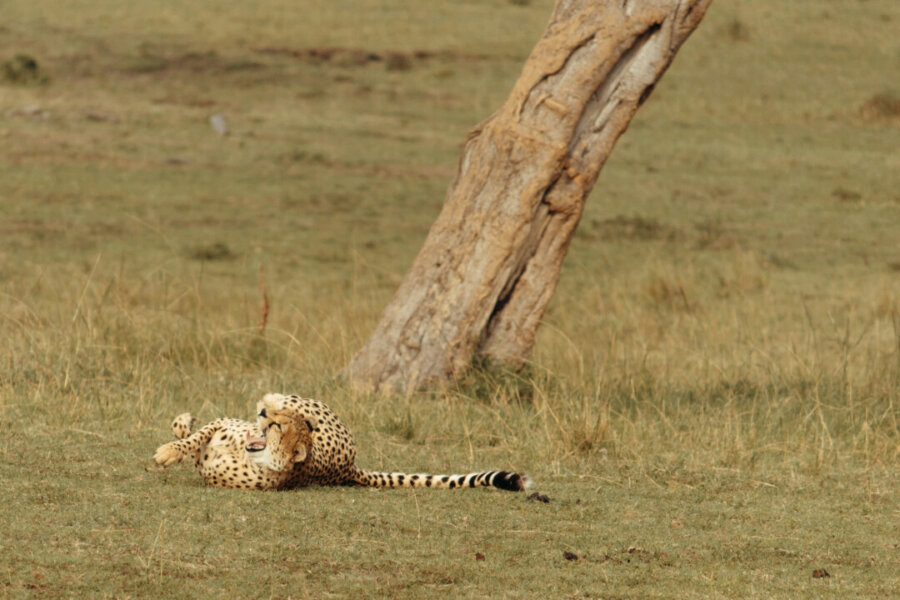 A cheetah resting by a tree