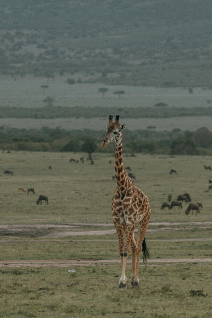 A giraffe walking in the reserve
