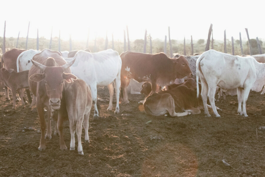 Cows in a village