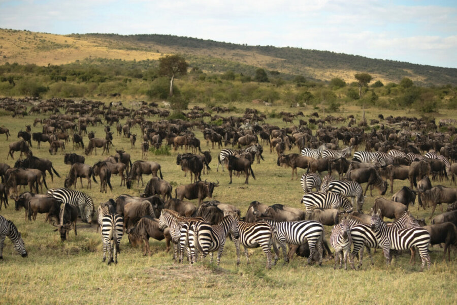 Herds of Zebra and Hyena