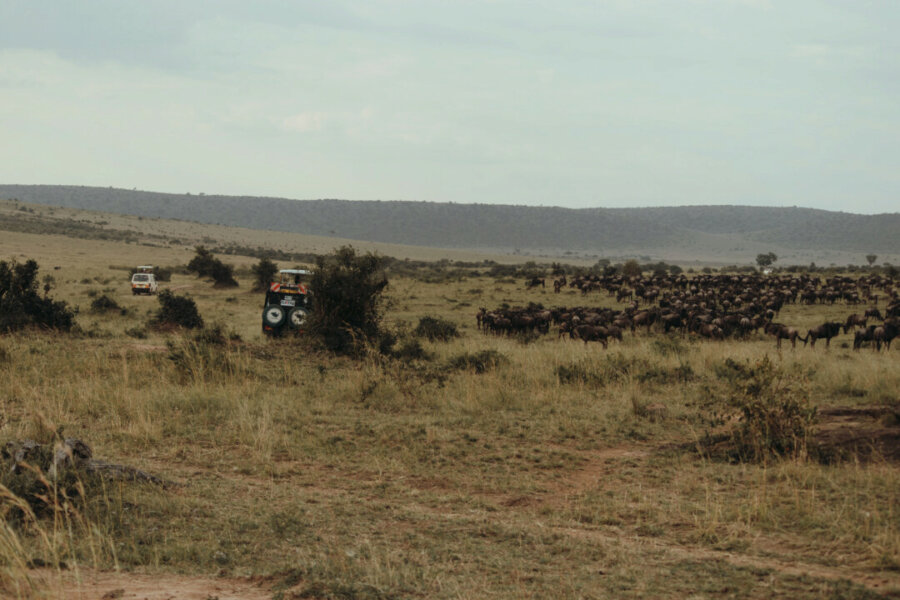 A day in the Masai Mara