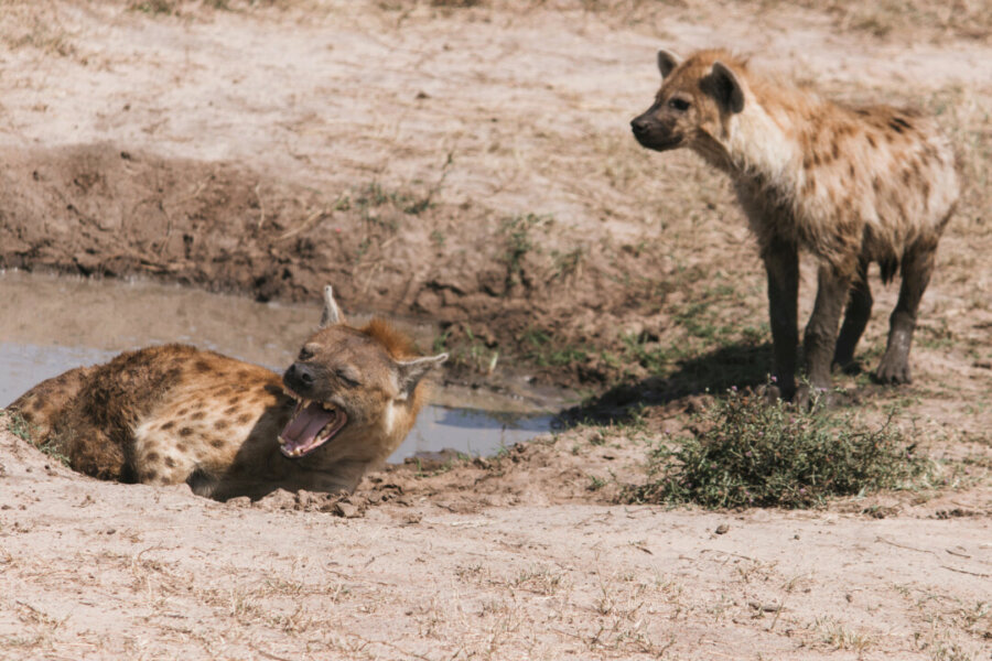Hyenas next to a body of water