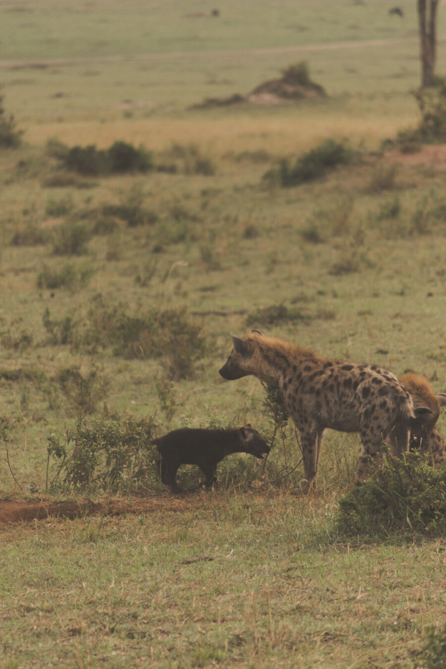 Hyenas with small baby hyena