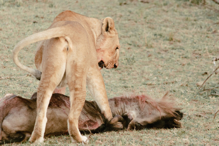 Lion with his kill