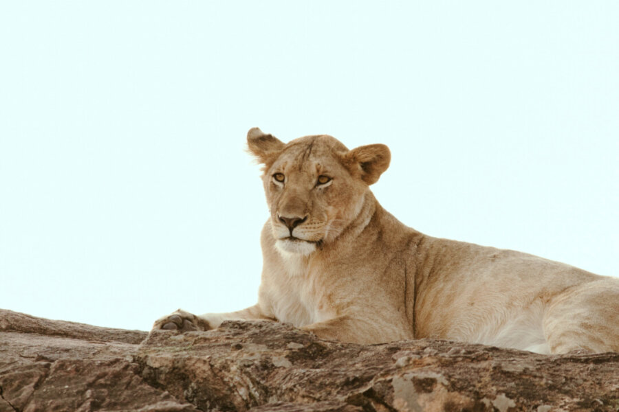 A lion resting on a rock