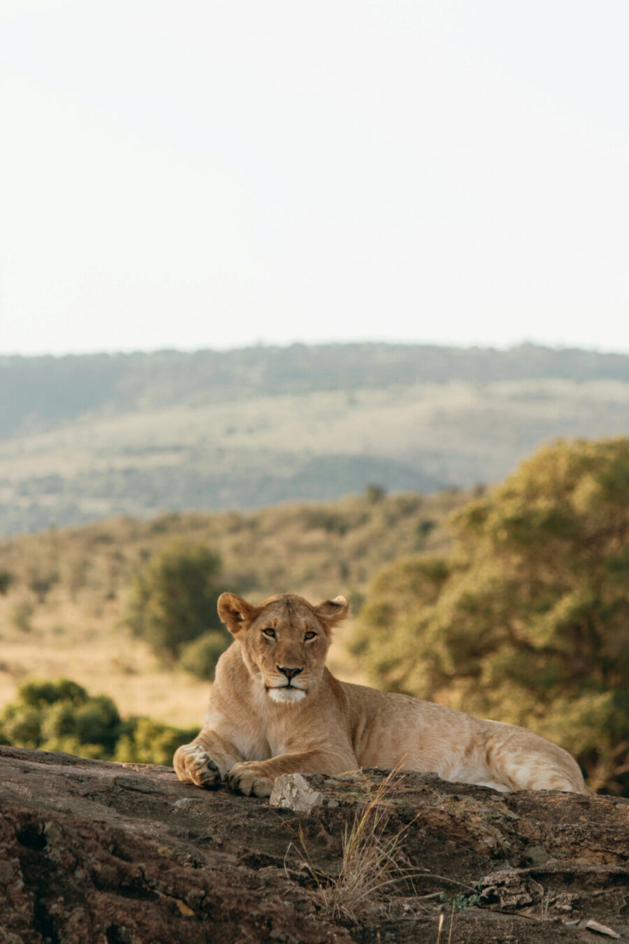 Lion resting on a rock