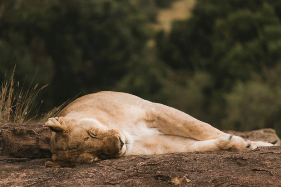 Lion resting on a rock