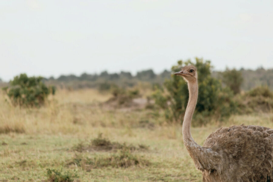 An ostrich