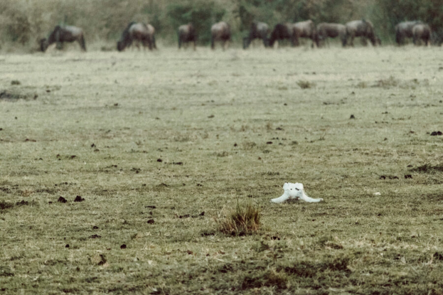 Image of part of a skull in the grass