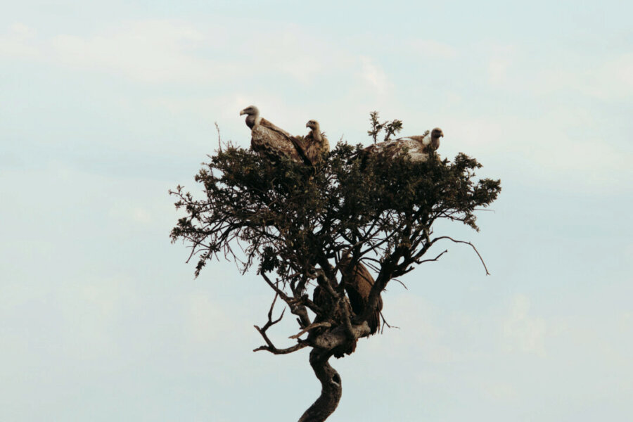 Tree with vultures