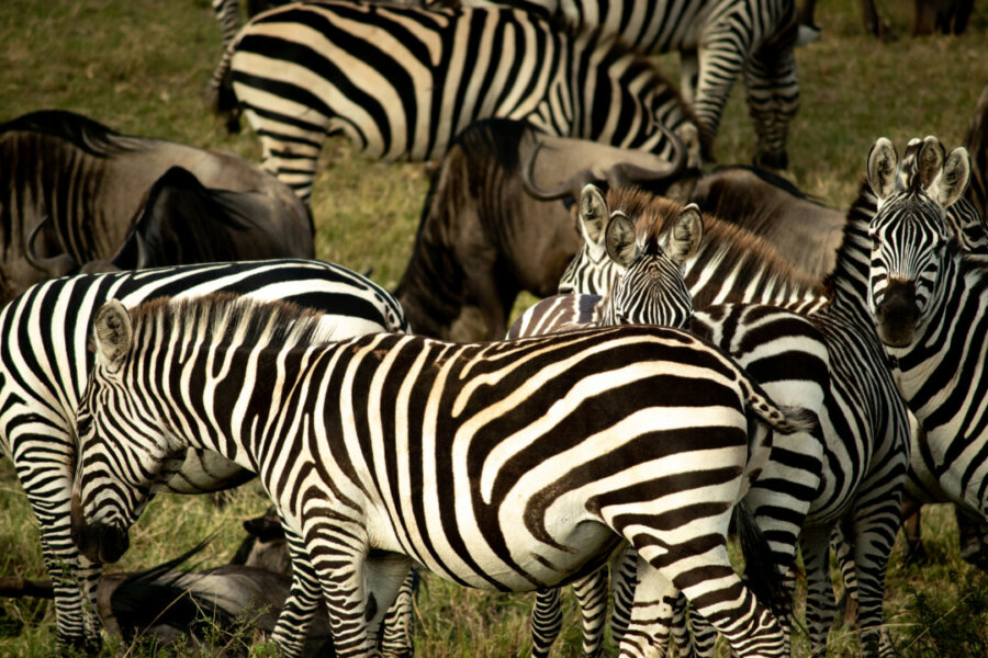 Zebras and Hyenas
