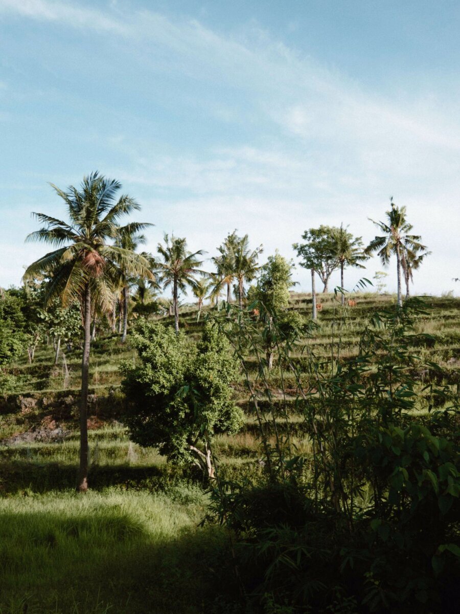 Rice fields with palm trees in Suwehan Beach, Nusa Penida